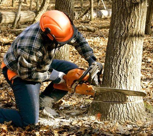 Tree Removal in Shirley, IN